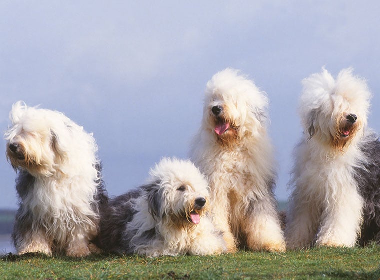 Bobtail
