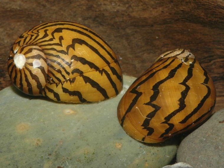 Schnecken im Aquarium