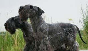 Cesky Terrier