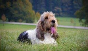 Grand Basset Griffon Vendéen
