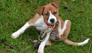 Flöhe Hund